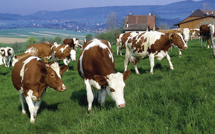 Teaserbild trächtige Kühe Rindvieh