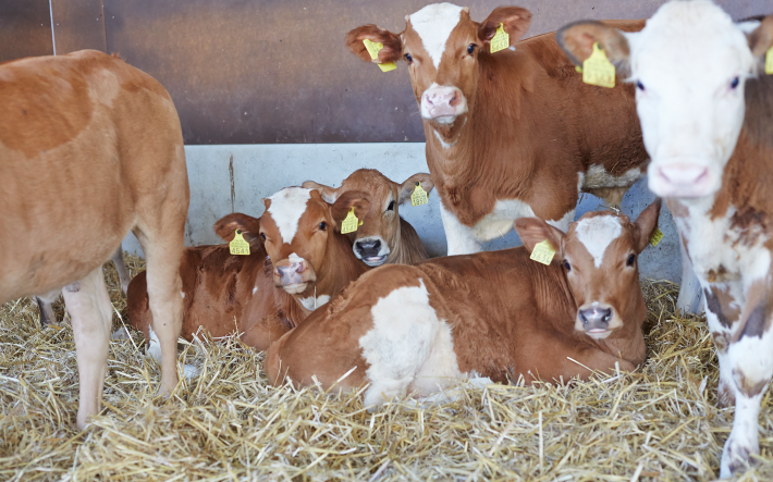 Kälber im Stall