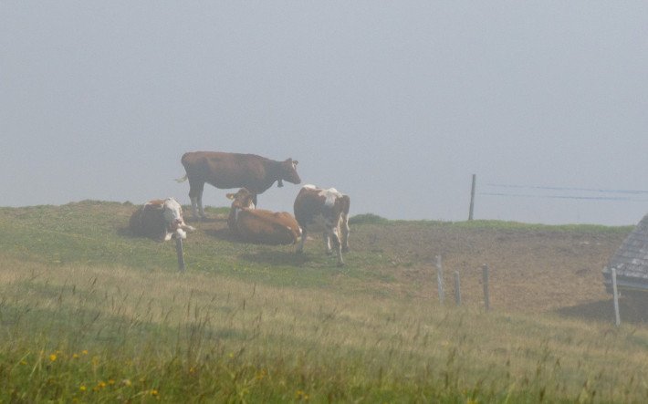 Kühe im Nebel