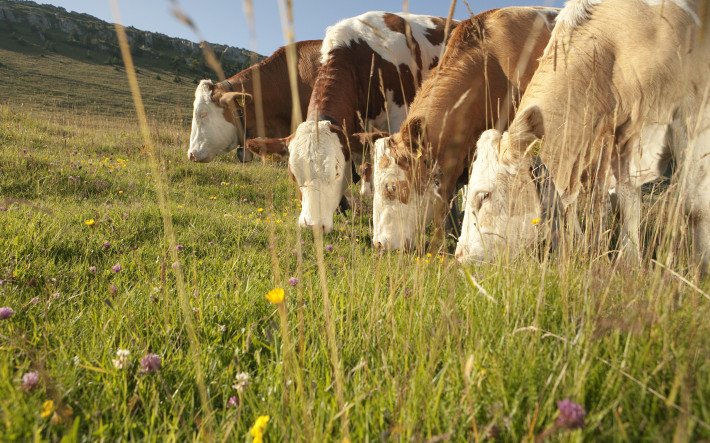 Teaserbild Klimaschutz beim Rindvieh