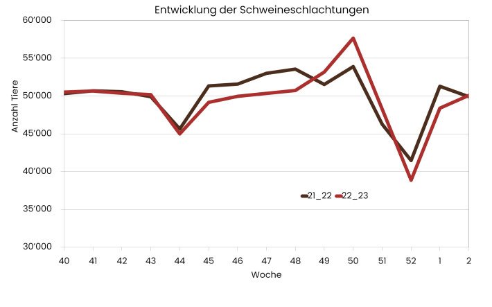 wöchentliche Schweineschlachtungen