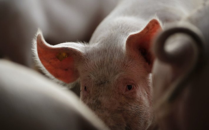 Schwein