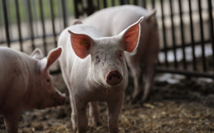 Schweine