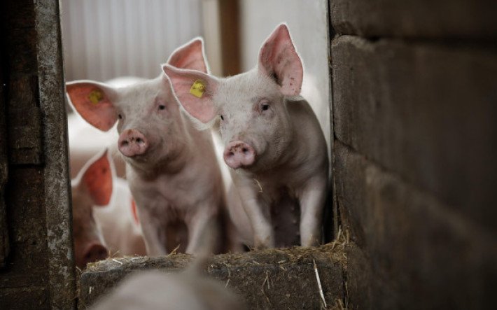 Schweine
