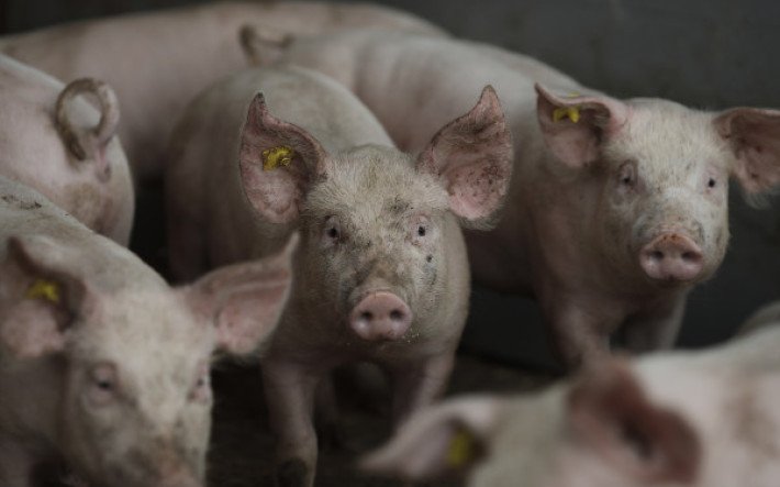 Schweine
