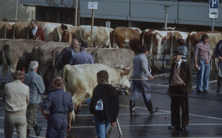 1970 Braunviehschau Zürich-Albisrieden, ETH-Bibliothek Zürich, Bildarchiv Fotograf Comet Photo AG (3).jpeg