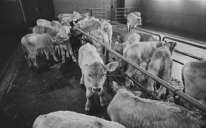 1981 Viehmarkt Lichtensteig SG, ETH-Bibliothek Zürich, Bildarchiv Fotograf Lüthy, Patrick.jpg
