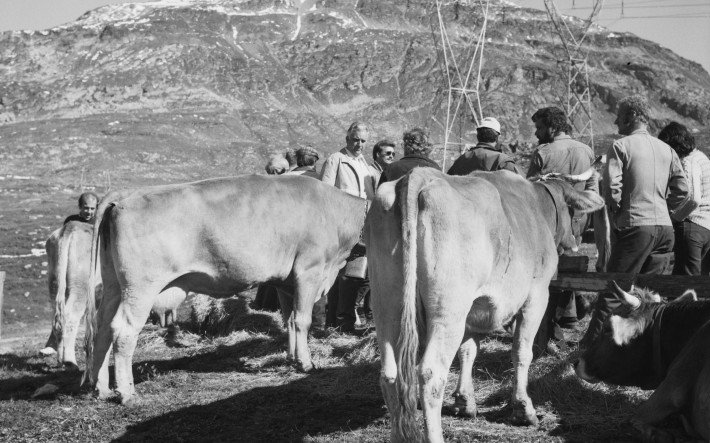 1985 Viehmarkt Bernina-Passhöhe GR , Fotograf Comet Photo AG (2).jpg