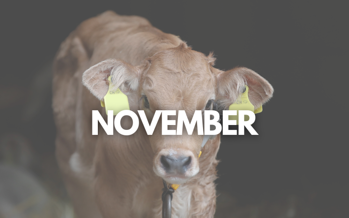 Teaser-Bild November_DE.png