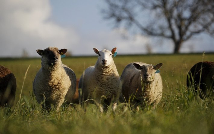 neue Wochenpreistabelle_Schafe