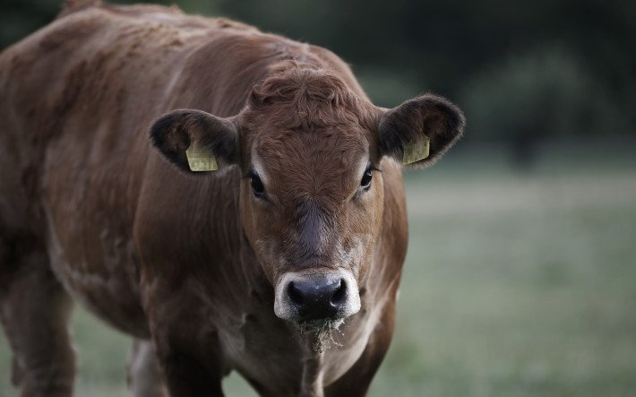 Ausserplanmässige Schlachtung_Bild.jpg