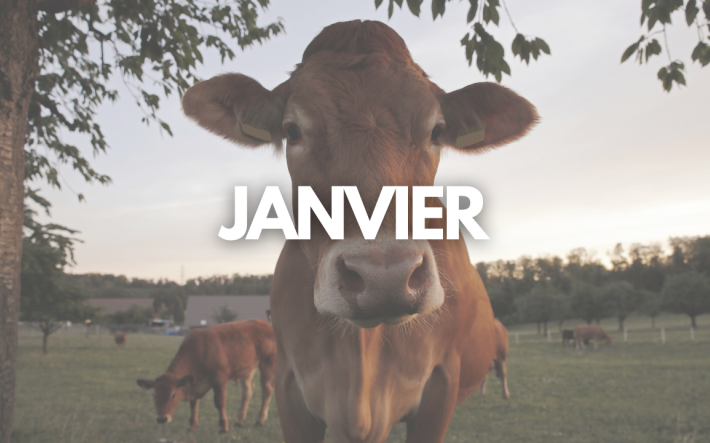 Teaser-Bild Januar_fr.png