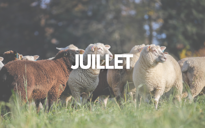 Teaser-Bild Juli_FR.png