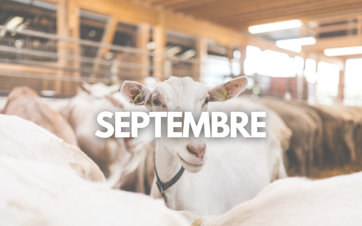 Teaser-Bild September_FR.png