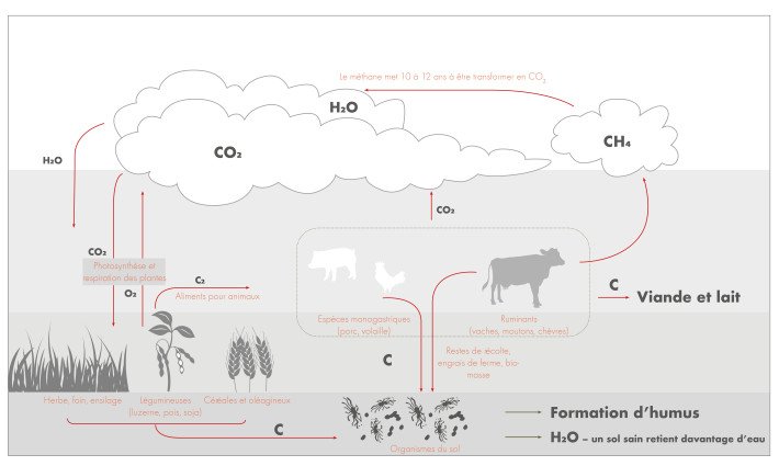 CO2 dans le cycle du carbone